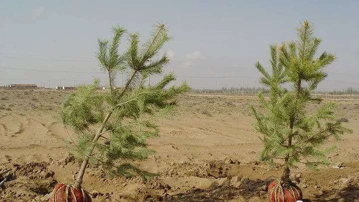 在树木移植的过程中，为了更好地保证成活率，土球包扎物到底该不该解除呢？
