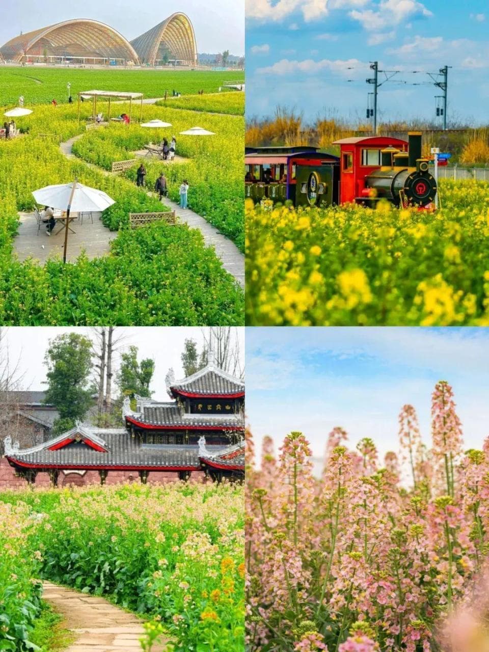 油菜花的季节，谁还不是只蜜蜂了？