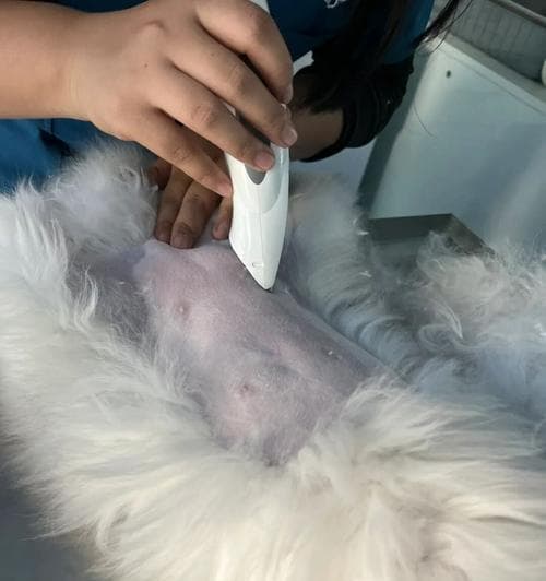 母猫绝育后的健康与行为变化（细说母猫绝育后的注意事项与常见问题）