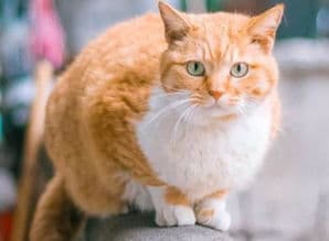 三花猫母性特征明显，宠物界独特现象。
