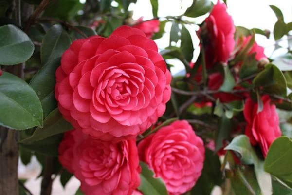 茶花养护技巧和方法