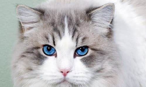 助宠物猫睡得香甜，享受好梦时光