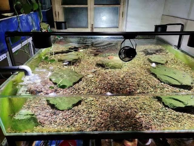 投喂与水质兼顾：资深鱼友分享鱼缸长清秘诀