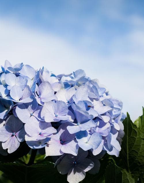 蓝色绣球花的花语（绽放在心底的梦幻之花）