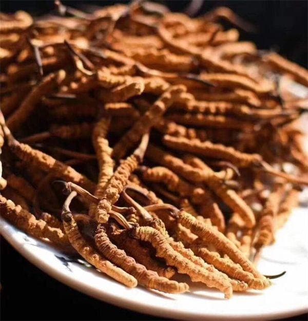 冬虫夏草搭配当归的食用方法