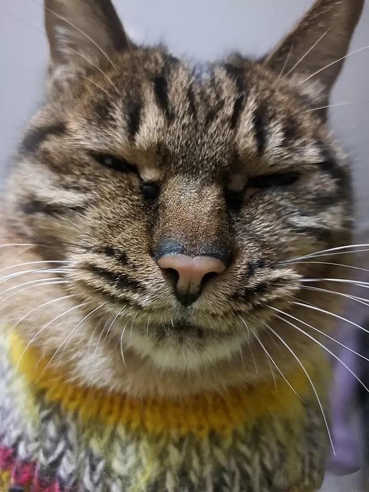 养猫新手必看！如何养好你的小主🐱