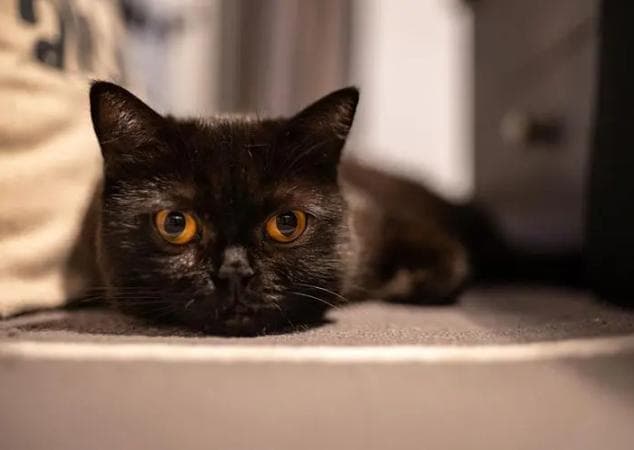 41个有趣的黑猫名字，会让你的骨头发痒（附解释）