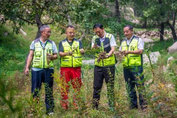 泰山黄精仿野生栽培基地通过省级中药材生态种植园区实地评估验收