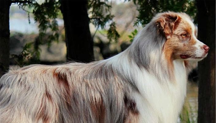澳洲牧羊犬饲养全指南：从品种特点到日常护理的全方位解析