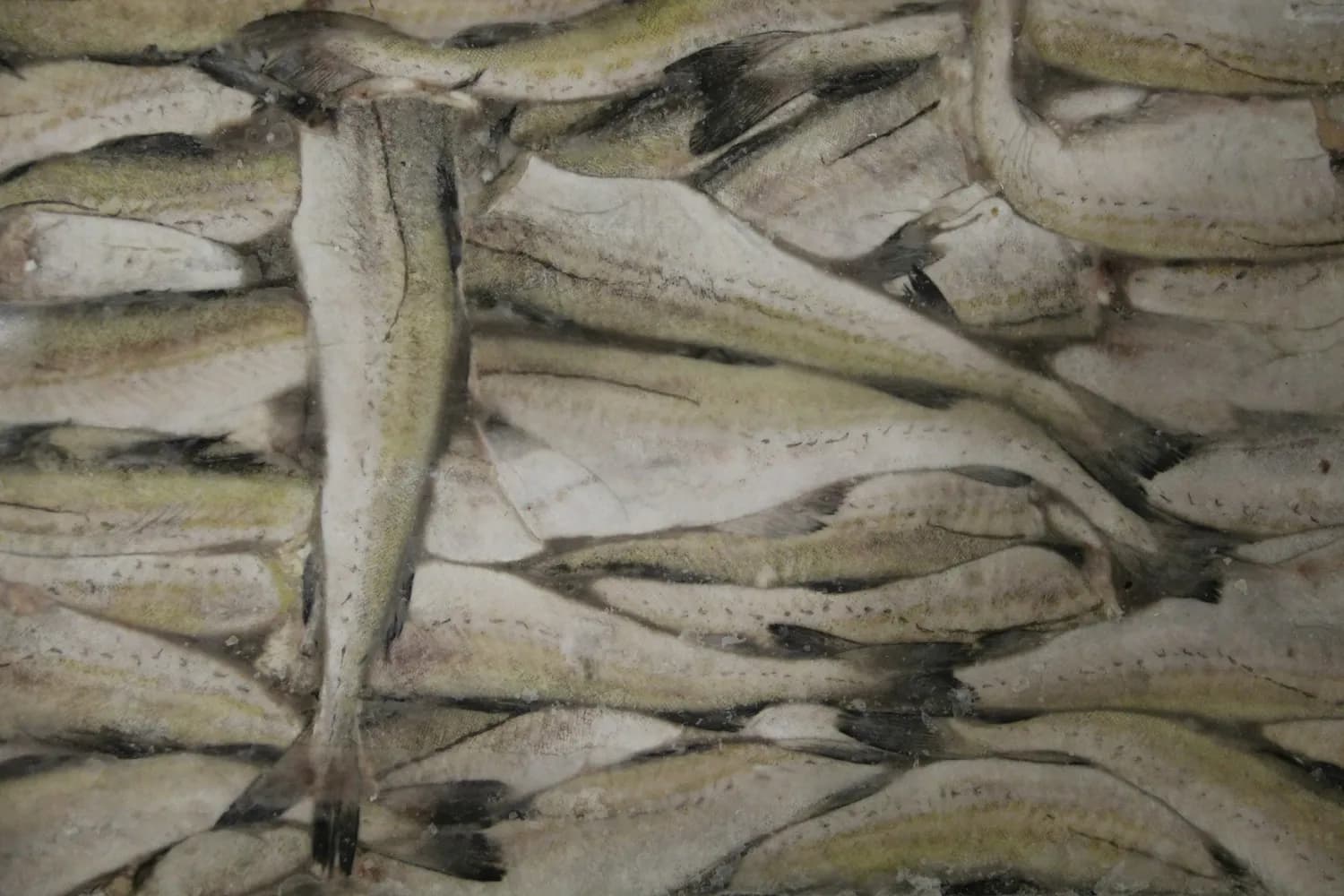 淮王鱼：秋季餐桌上的美味佳肴