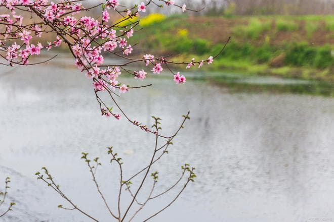 写尽清明节春景情感的最优美诗篇，《山花子》四首不输宋人