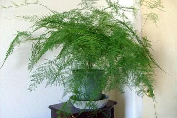 文竹的养殖技巧和注意事项