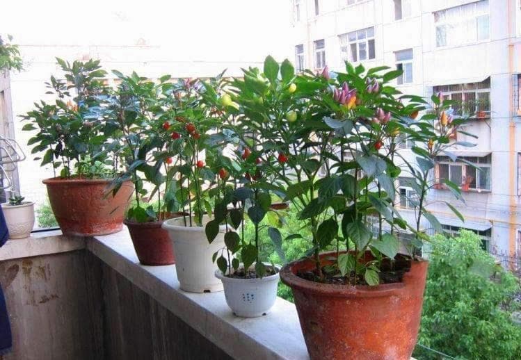 辣椒的种植技术：在家里种植辣椒的方法