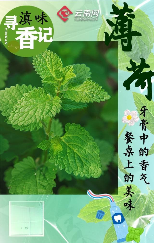 【滇味寻香记】薄荷：我的名字……皱叶留兰香！