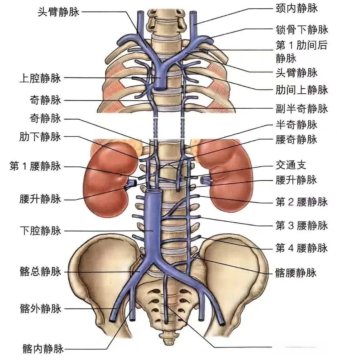 奇静脉系统