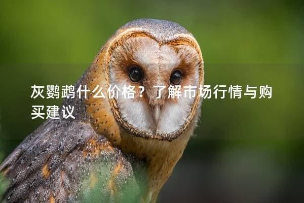 灰鹦鹉什么价格？了解市场行情与购买建议