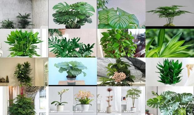 耐阴又好养的室内花卉 - 耐阴又好养的室内植物