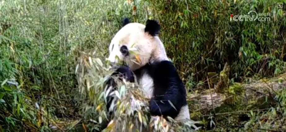 跟着国宝看美丽中国 环境改善珍稀野生小动物种群壮大