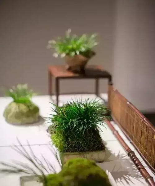 茶叶水有助于浇菖蒲生长（如何正确使用茶叶水浇菖蒲）