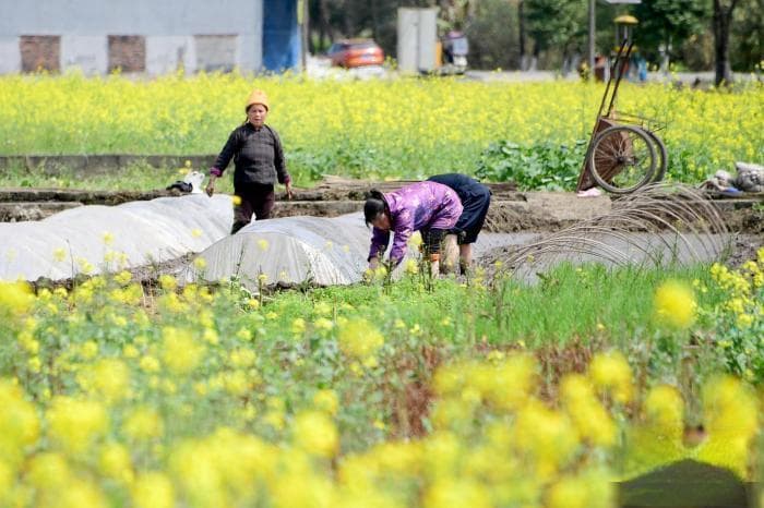 春耕遇上"倒春寒"：这样应对低温冷害 让双季早稻不再"受伤"