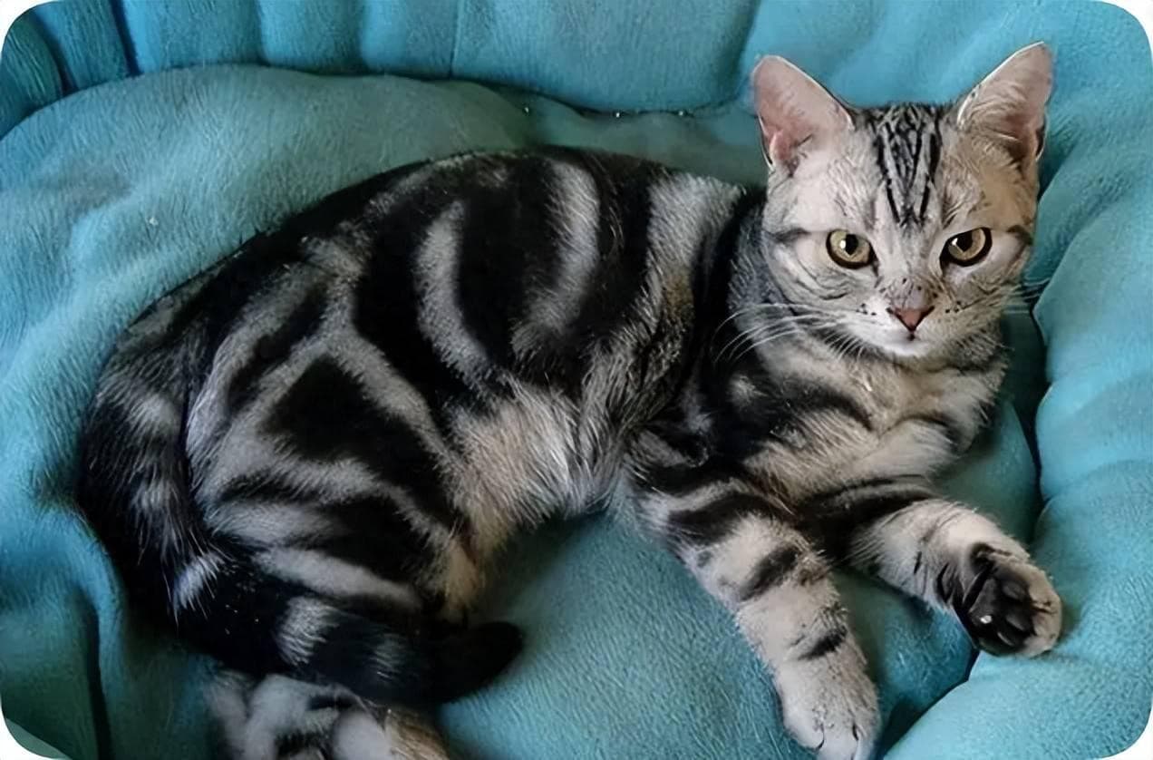 这5种猫，“忠诚”又好养，有你家猫吗？
