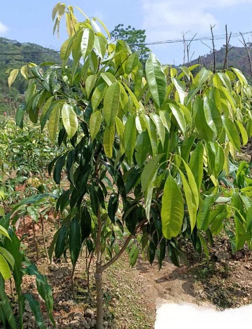 夏威夷果树：热带地区的特色水果