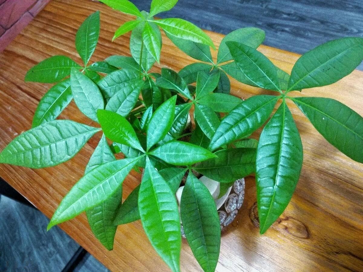 发财树养殖浇水方法