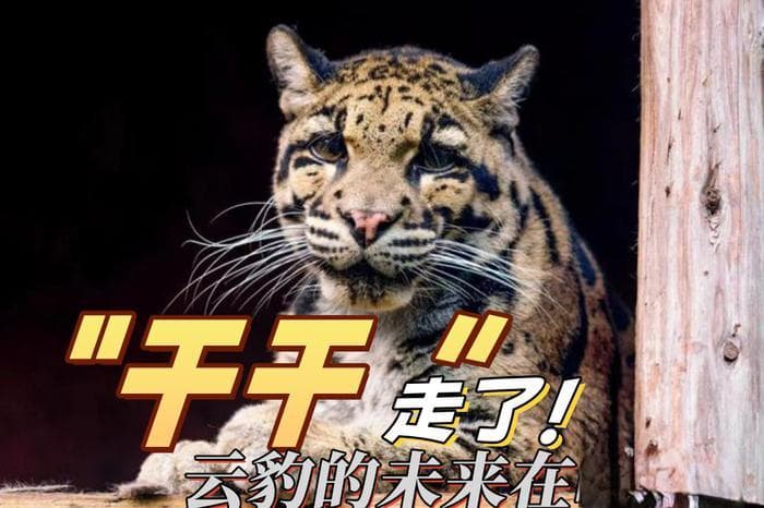 大陆圈养的最后一只云豹走了！