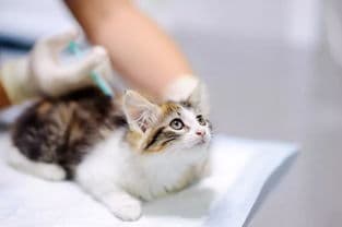 猫咪用药指南：从准备到观察，全方位确保用药安全