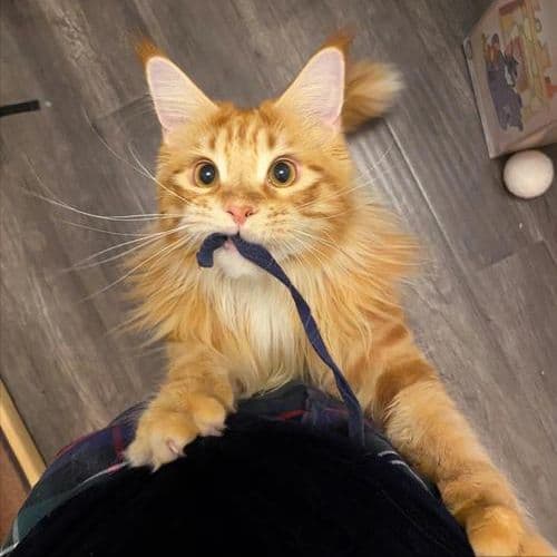 缅因猫吃什么猫粮好？关键看这4点！