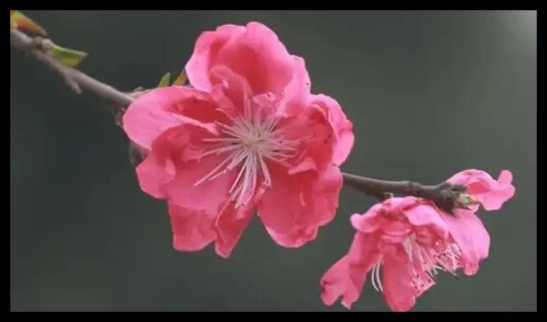 四柱八字中的桃花运解析：感情、婚姻与命运的关系