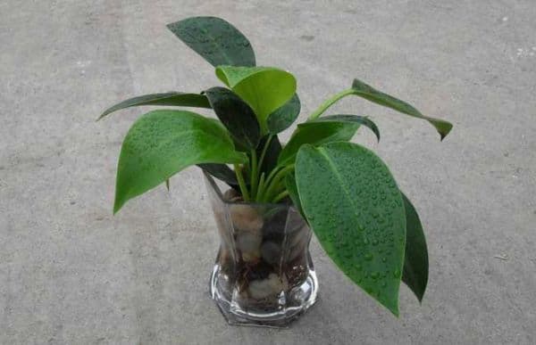 金钻花的种植方法？如何盆栽金钻