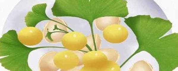 白果食用指南：功效、禁忌和三种安全吃法