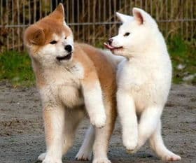 巴哥犬纯不纯，看耳朵、尾巴、体型。
