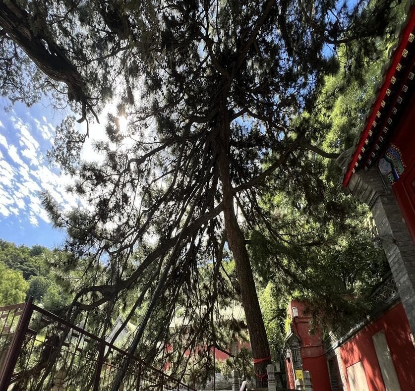 乾隆与戒台寺“活动松”