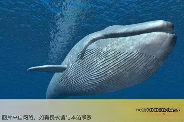 十大深海神秘巨型生物
