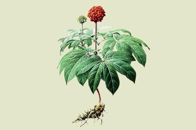 三七、土三七、屏边三七的差别 揭秘野三七、野生三七骗局！