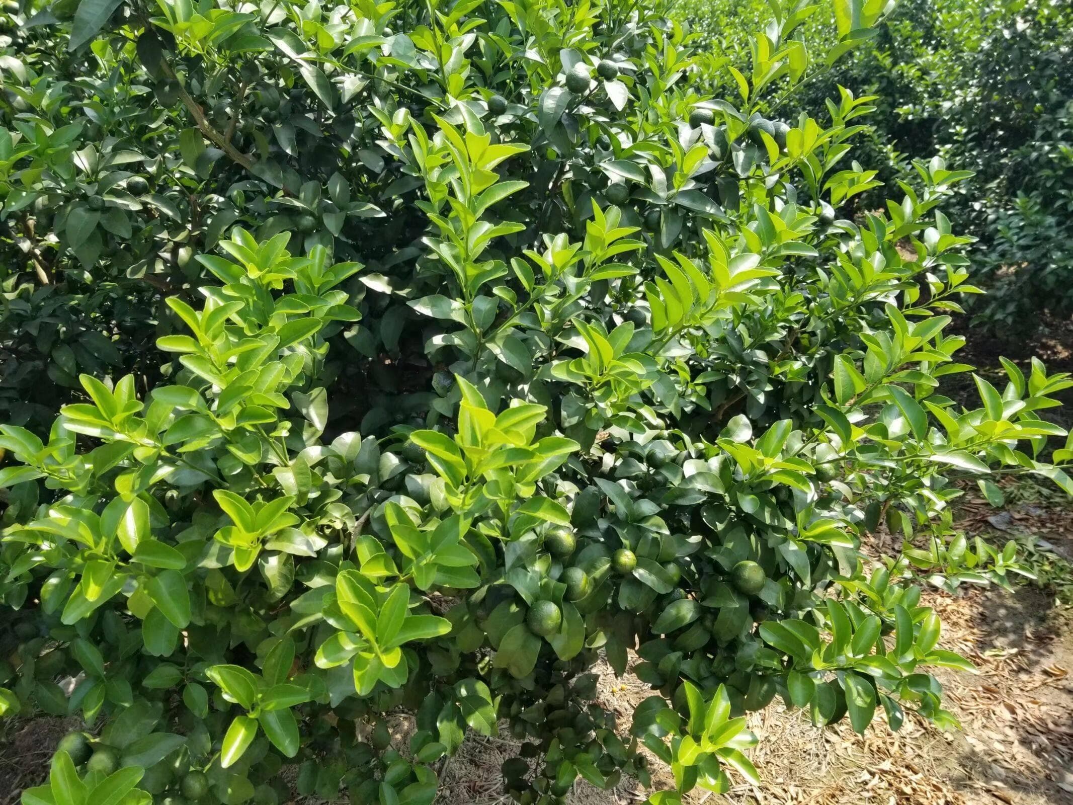 柑橘砂皮病严重果园怎么办？怎么清园？看这里！教你正确防治！