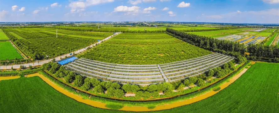 三湖黄桃“破圈”突围，江陵把黄桃试种到新疆伊犁河谷