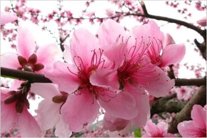 桃花的花语：爱情的俘虏