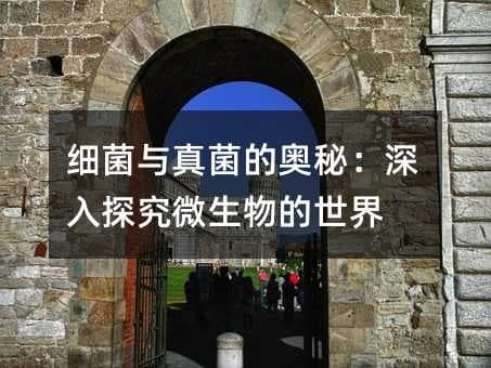 细菌与真菌的奥秘：深入探究微生物的世界