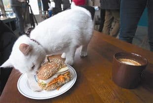 猫咪肠胃不适，软便调理攻略！