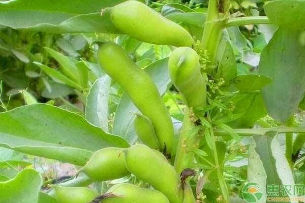 蚕豆高产栽培技术指南