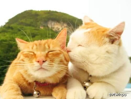 猫咪身体语言解码，它们心声揭秘