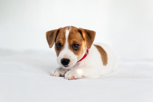警惕！你家狗狗可能悄悄地感染了狂犬？早期症状大揭秘！