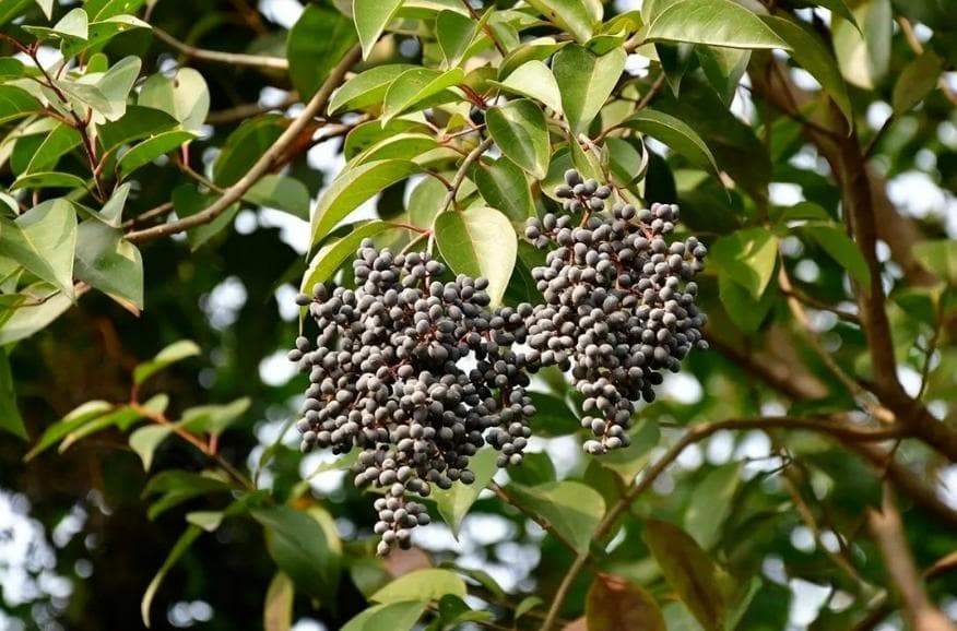 女贞子的功效与茶饮方：从传统滋补到现代研究