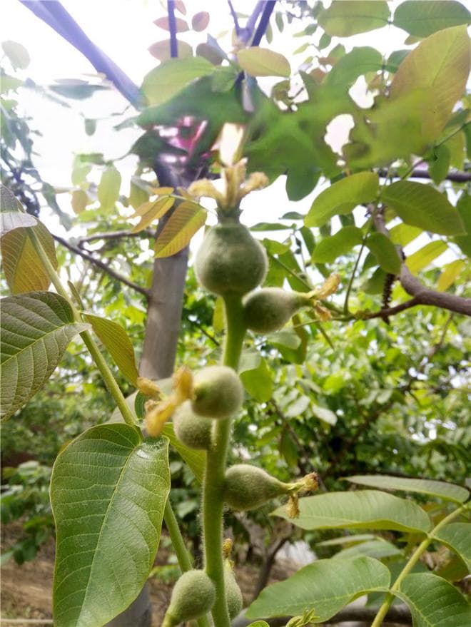 文玩核桃树促花保果的技术详解