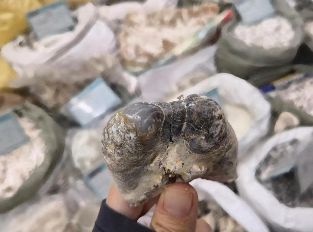 龙年龙药护健康：龙齿的来源、功效与真伪辨别