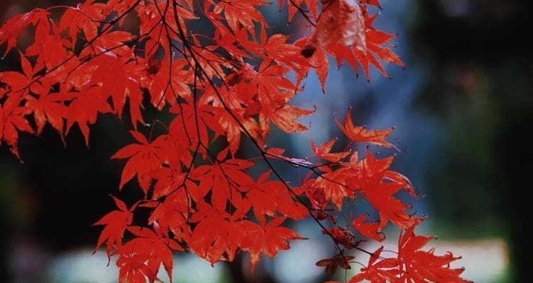 枫叶的象征意义及文化传承