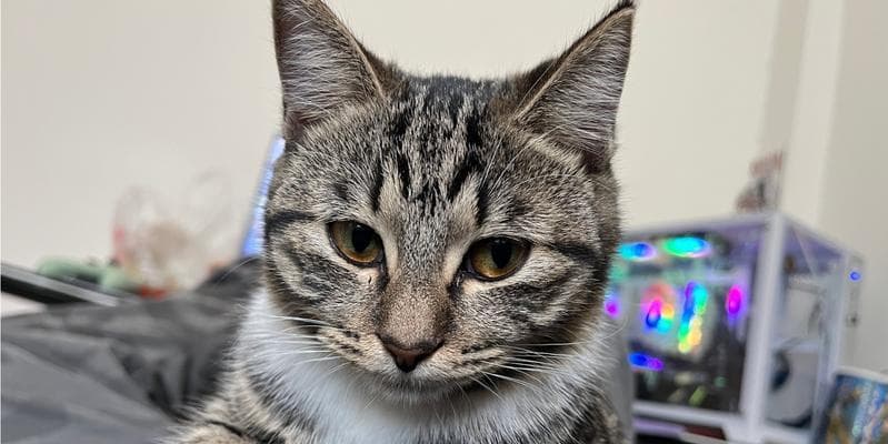 养猫的经济成本与个人经济条件挂钩的分析